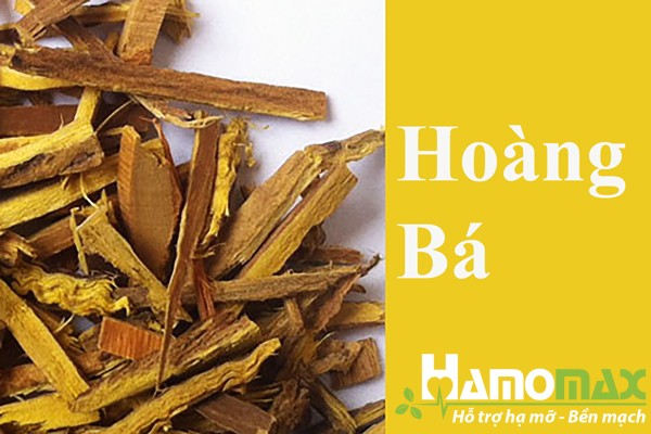 Hoàng bá trong thành phần của Kim kê đả thạch