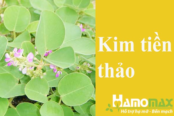 Kim Tiền Thảo trong thành phần của Kim kê đả thạch