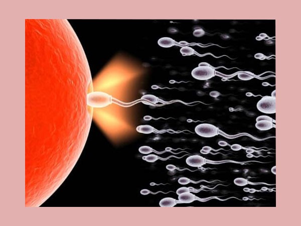 Wellman Conception