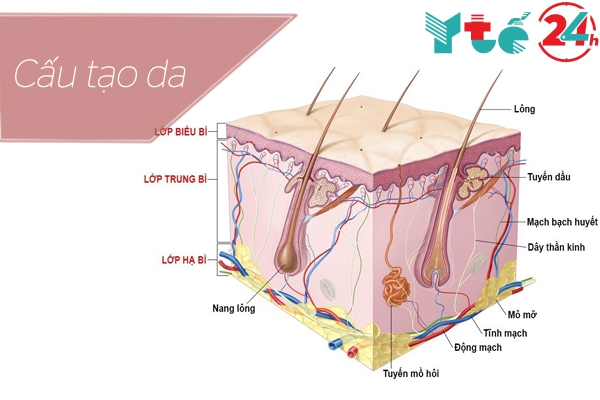 Cấu trúc của da