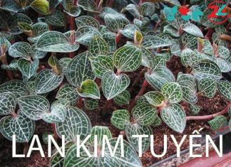 Lan kim tuyến