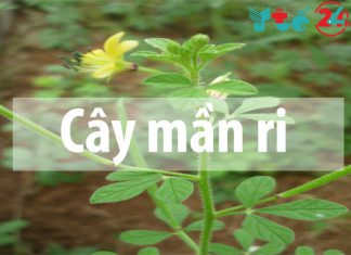 Cây mần ri là cây gì?