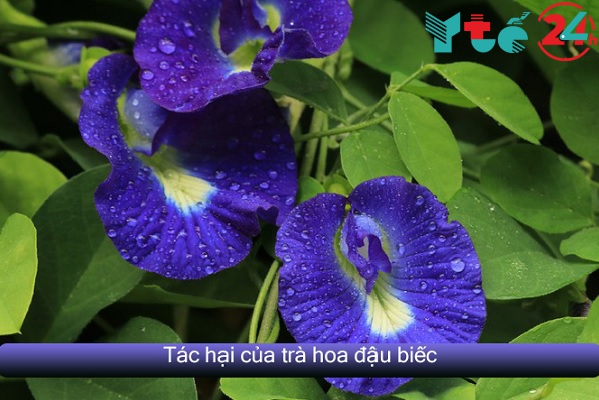 Tác hại của trà hoa đậu biếc