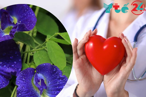 Trà hoa đậu biếc có tác dụng trên tim mạch