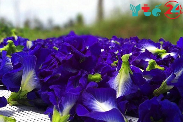 Trà hoa đậu biếc mua ở đâu? Giá bao nhiêu?