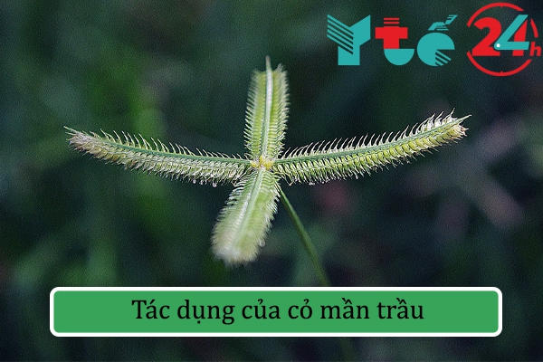 Cỏ mần trầu