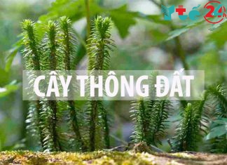 Cây thông đất là cây gì?