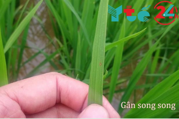 Gân song song