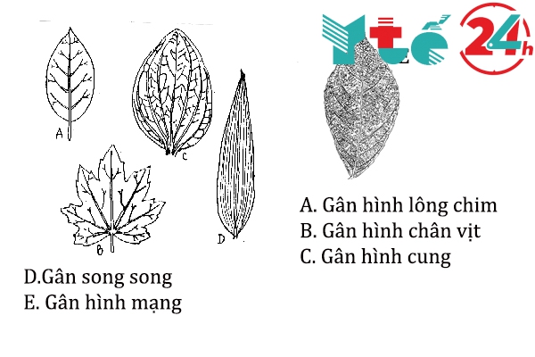 Các kiểu gân lá