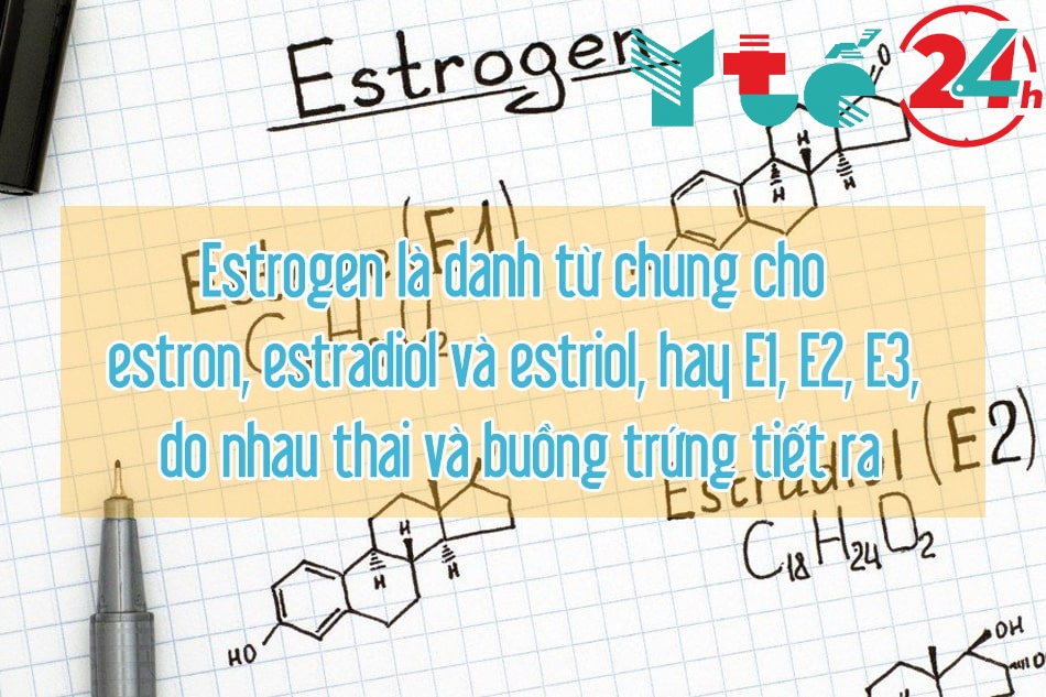 Phân loại Estrogen