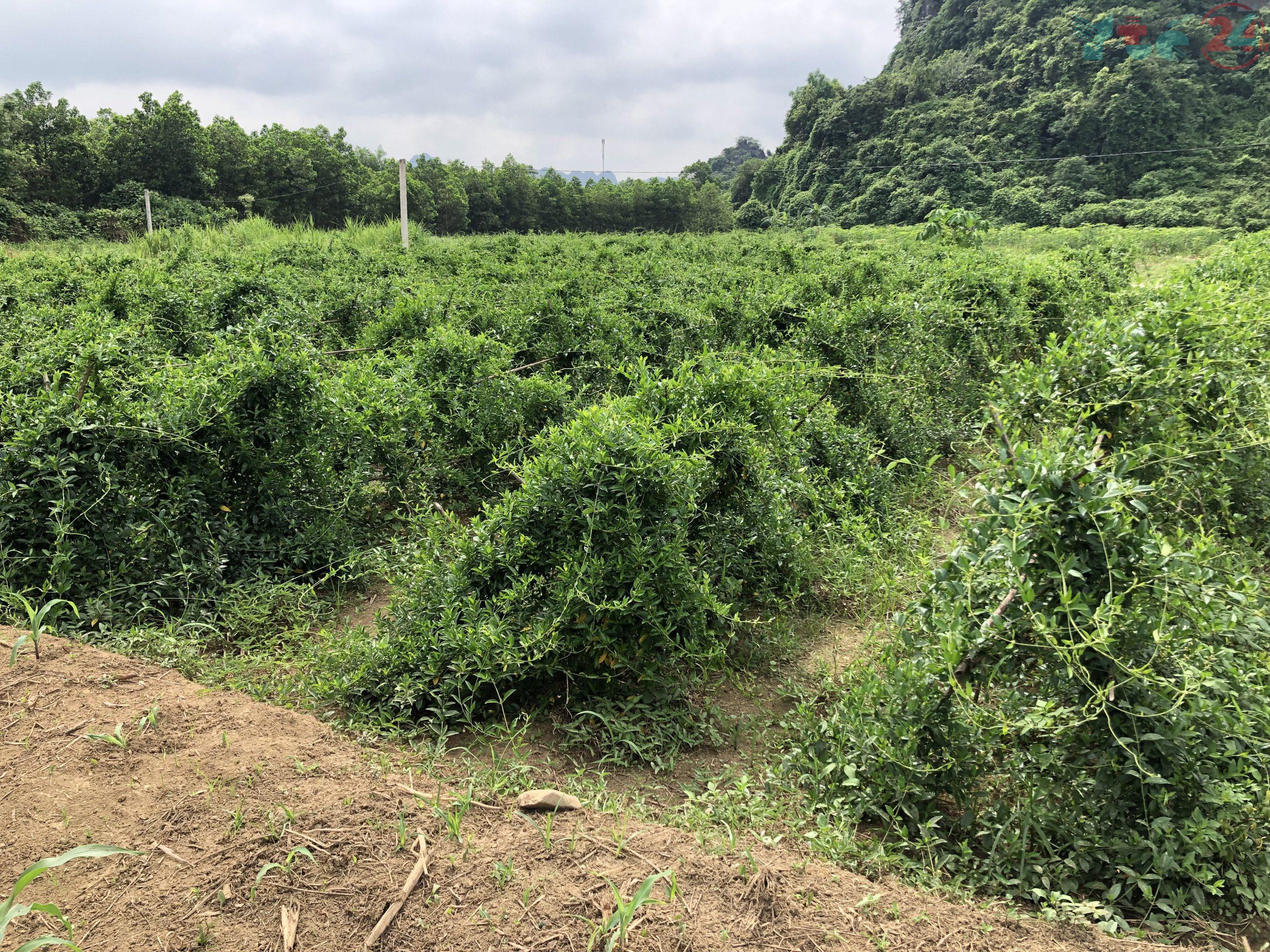 Vùng trồng Dây thìa canh sạch chuẩn quốc tế của HTX Dược liệu Lương Sơn