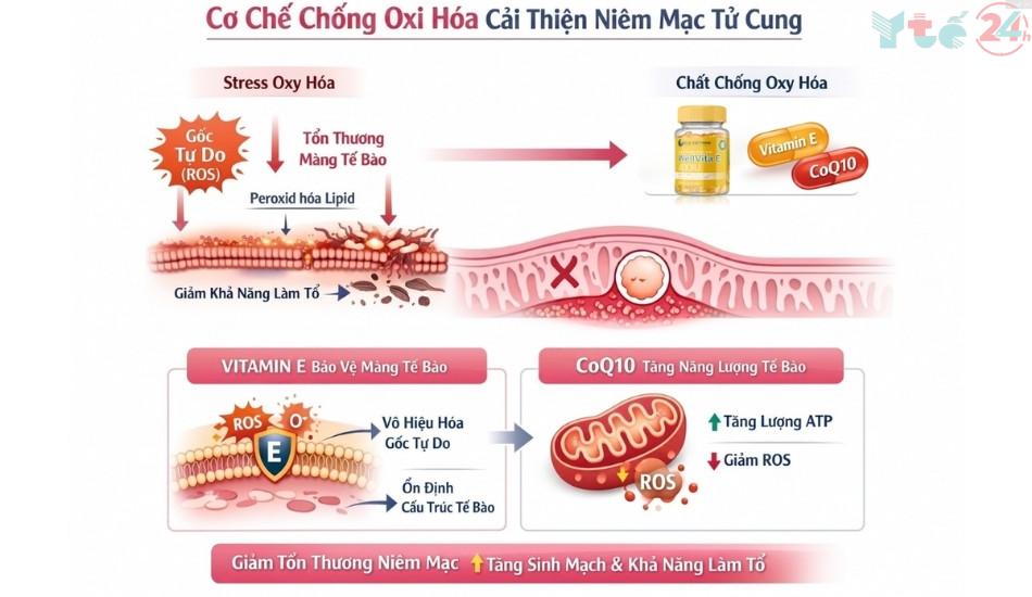 Cơ chế tác động của nhóm hoạt chất chống oxy hóa
