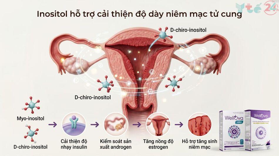 Cơ chế inositol tác động đến niêm mạc tử cung ở phụ nữ mắc hội chứng buồng trứng đa nang (PCOS)