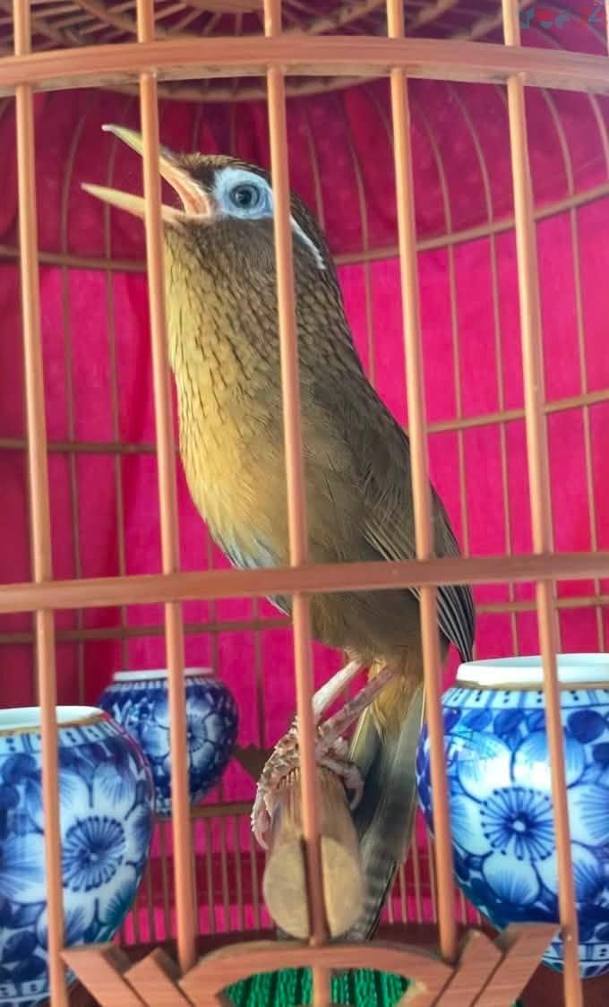 Mô hình nuôi chim họa mi sinh sản tại Lưu Gia Trang đem lại hiệu quả kinh tế cao 2 Hình ảnh: chim hoạ mi nuôi làm cảnh.